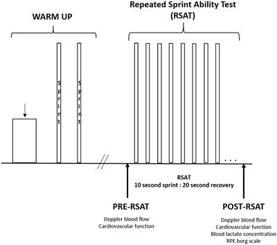 Changes in Muscle and Cerebral Deoxygenation and Perfusion during Repeated Sprints in Hypoxia to Exhaustion